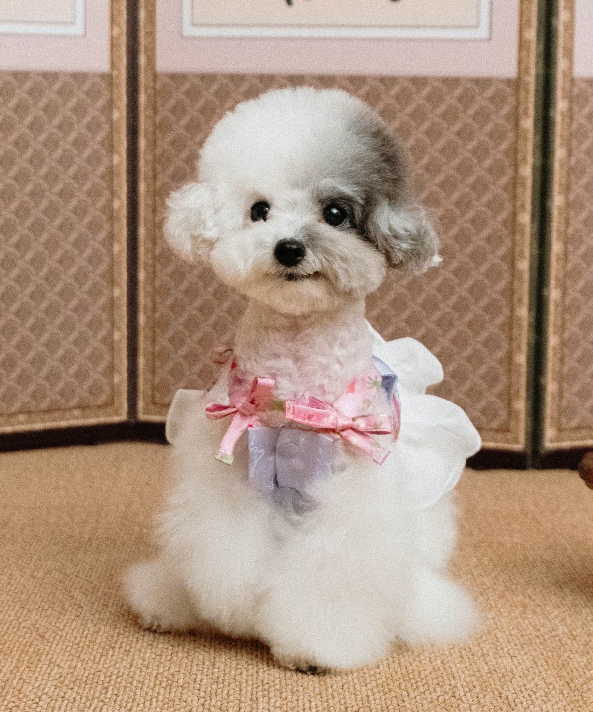 위드토리(WITH TORY) 화온 강아지 생활한복 (바이올렛)