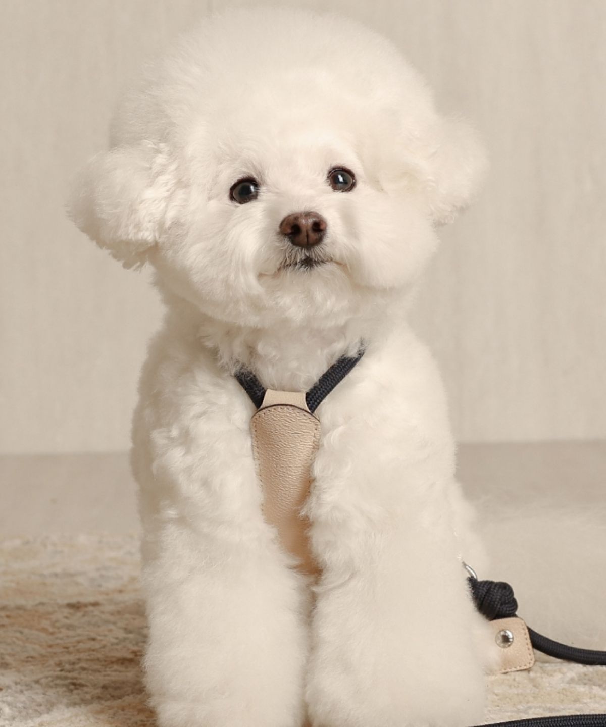 호지(HOZI) 에센셜 하네스
