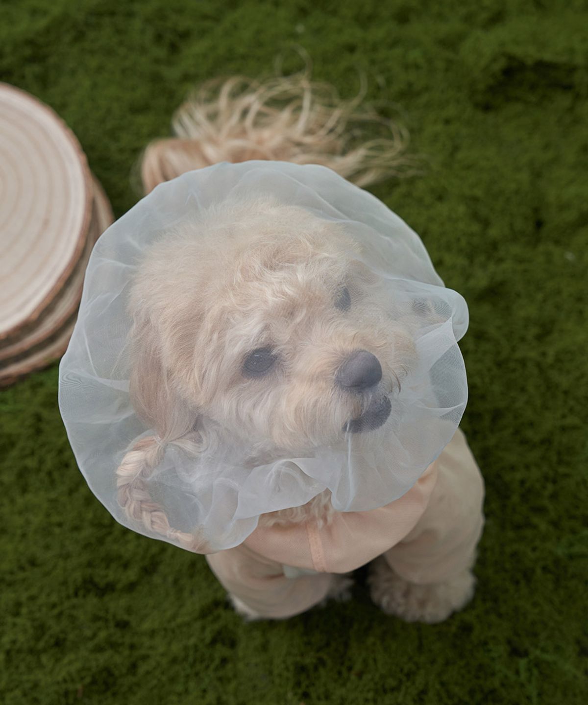 도그아이(DOGI) 강아지 페이스커버 진드기방지 산책망