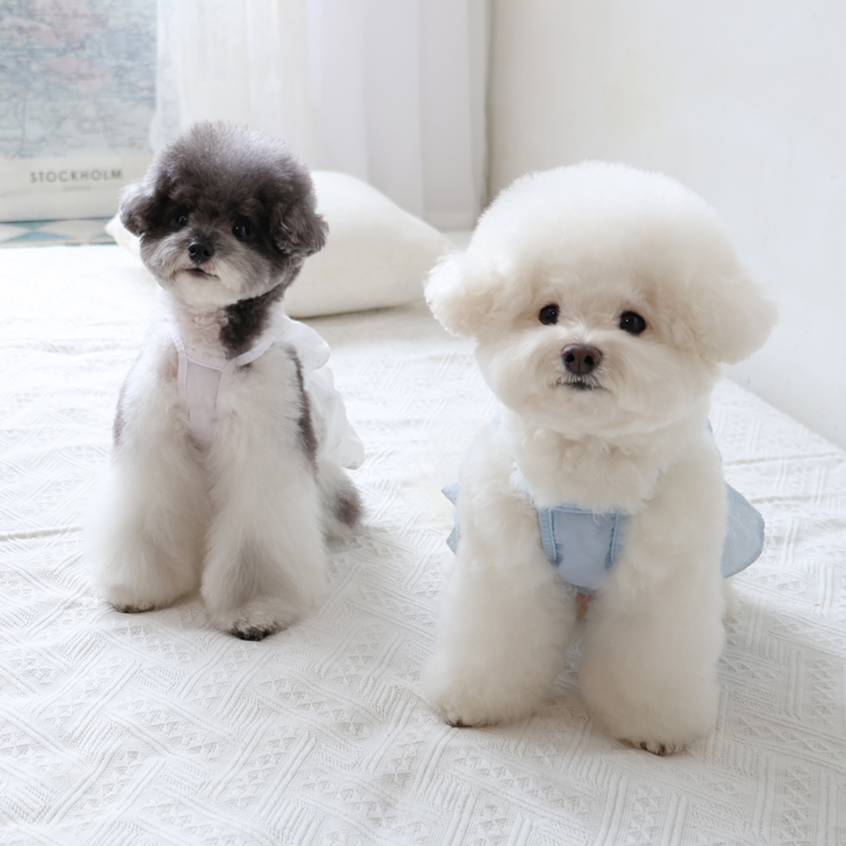 펫츠랜드(PETSLAND) 블루밍캉캉원피스 2Color S-2XL