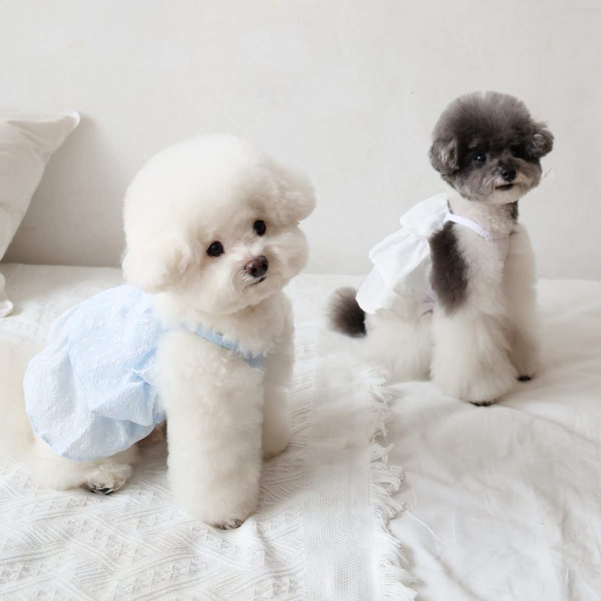 펫츠랜드(PETSLAND) 블루밍캉캉원피스 2Color S-2XL