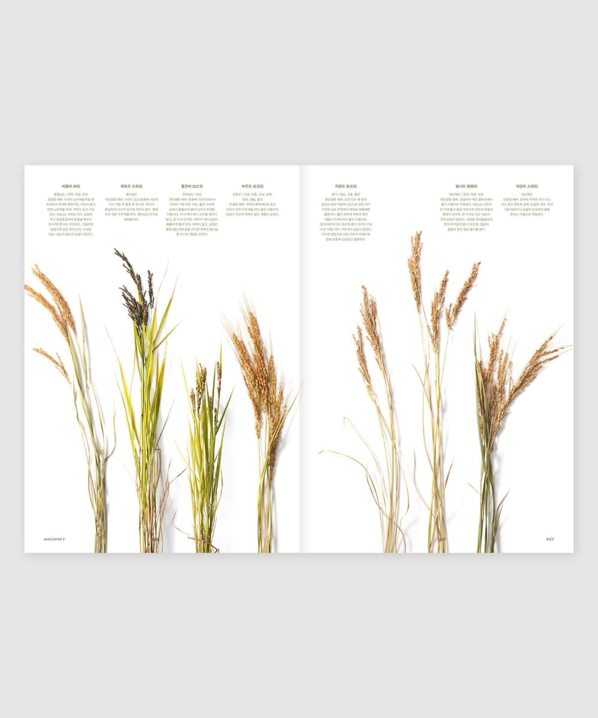 매거진 B(MAGAZINE B) F Issue#05 RICE(국문)