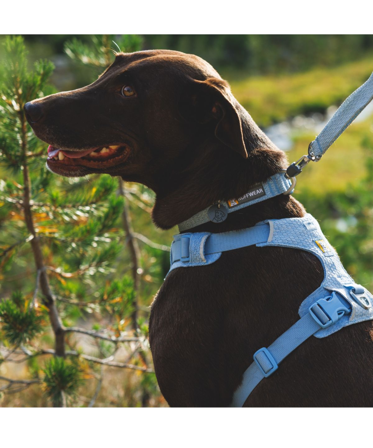 러프웨어(RUFFWEAR) 프런트 레인지 플렉스 목줄 (Front Range™ Flex Collar 목줄)