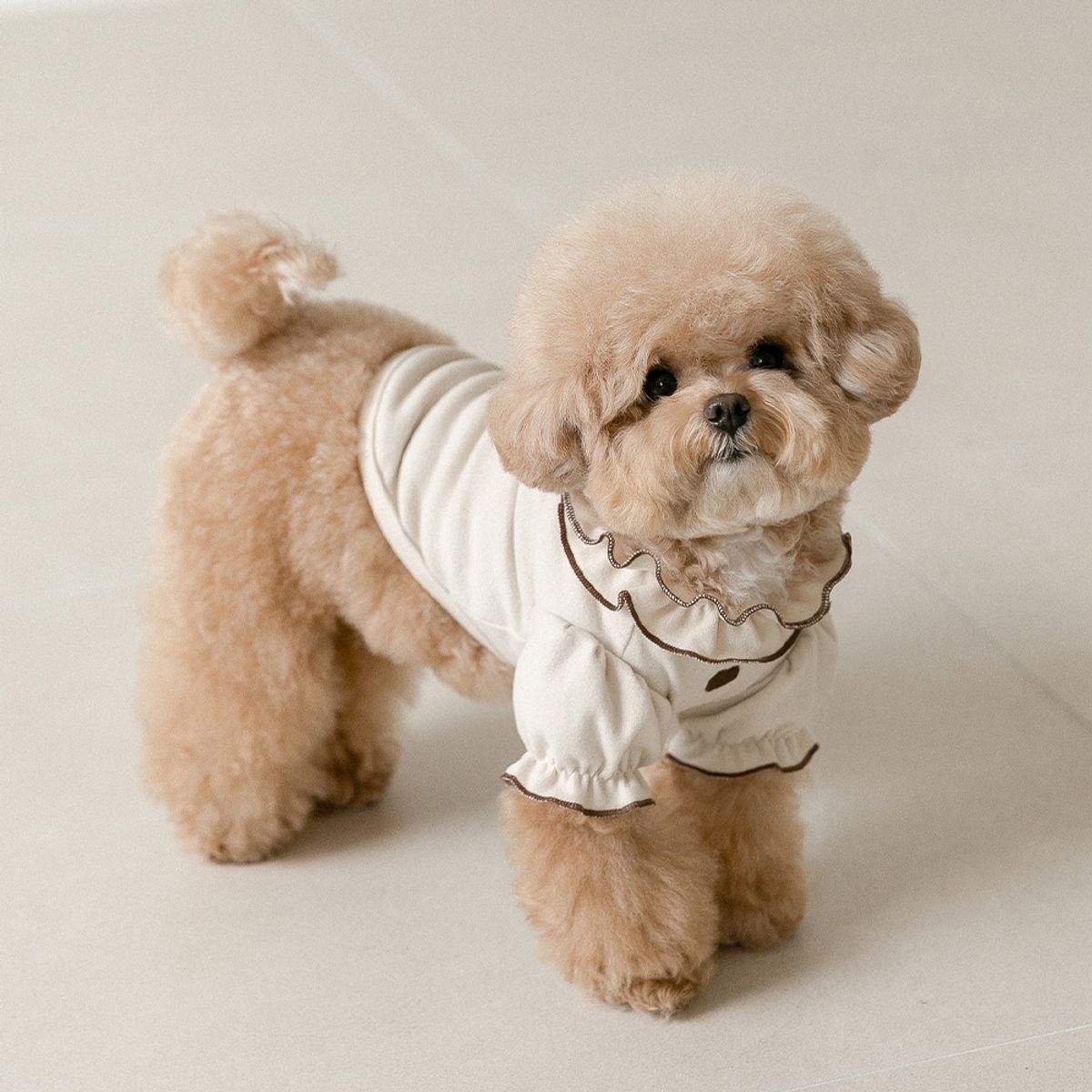 펫츠랜드(PETSLAND) 강아지옷 마들렌 프릴 티셔츠 2color S-2XL