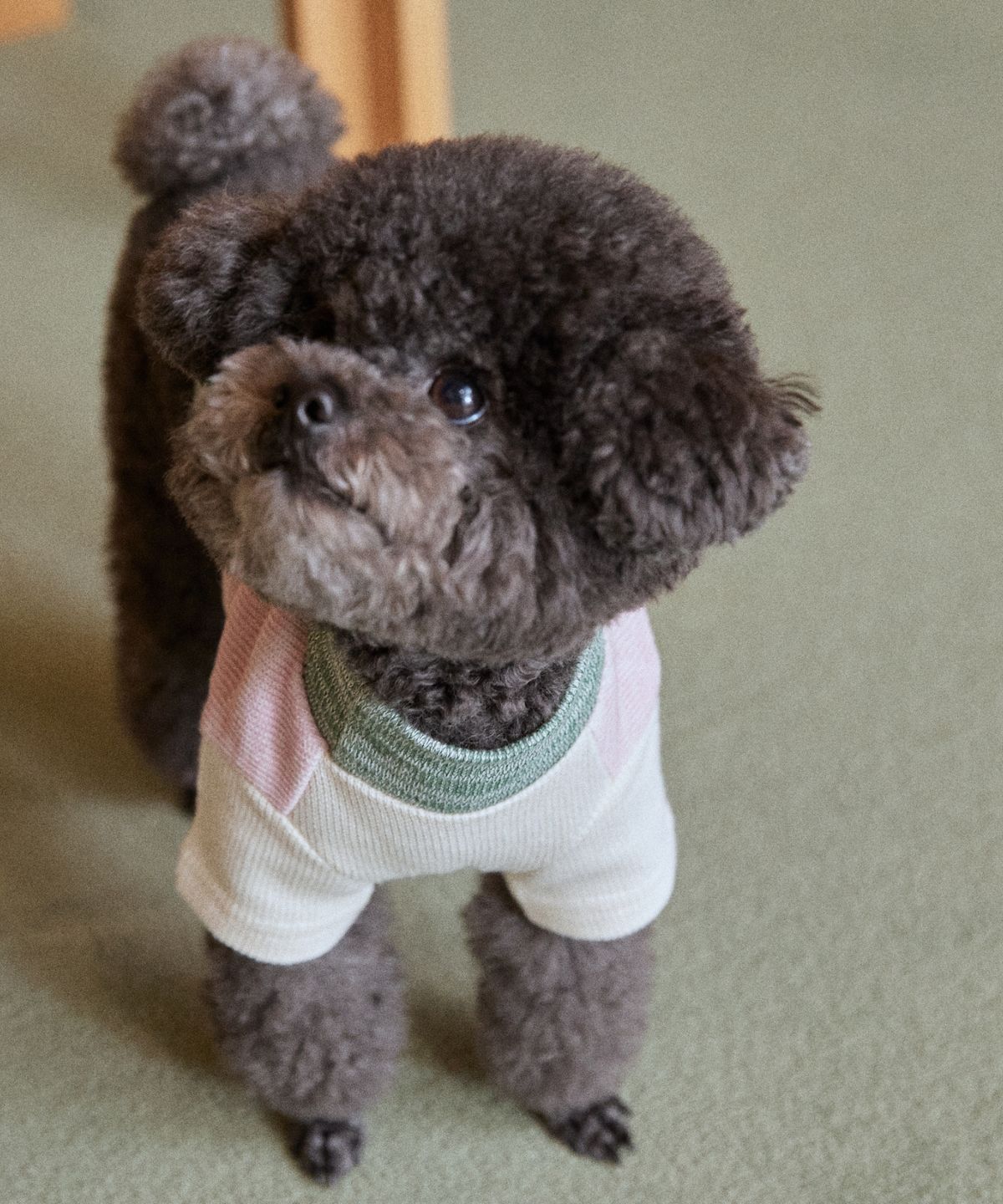윗펍(WITPUPP) 컬러블록니트