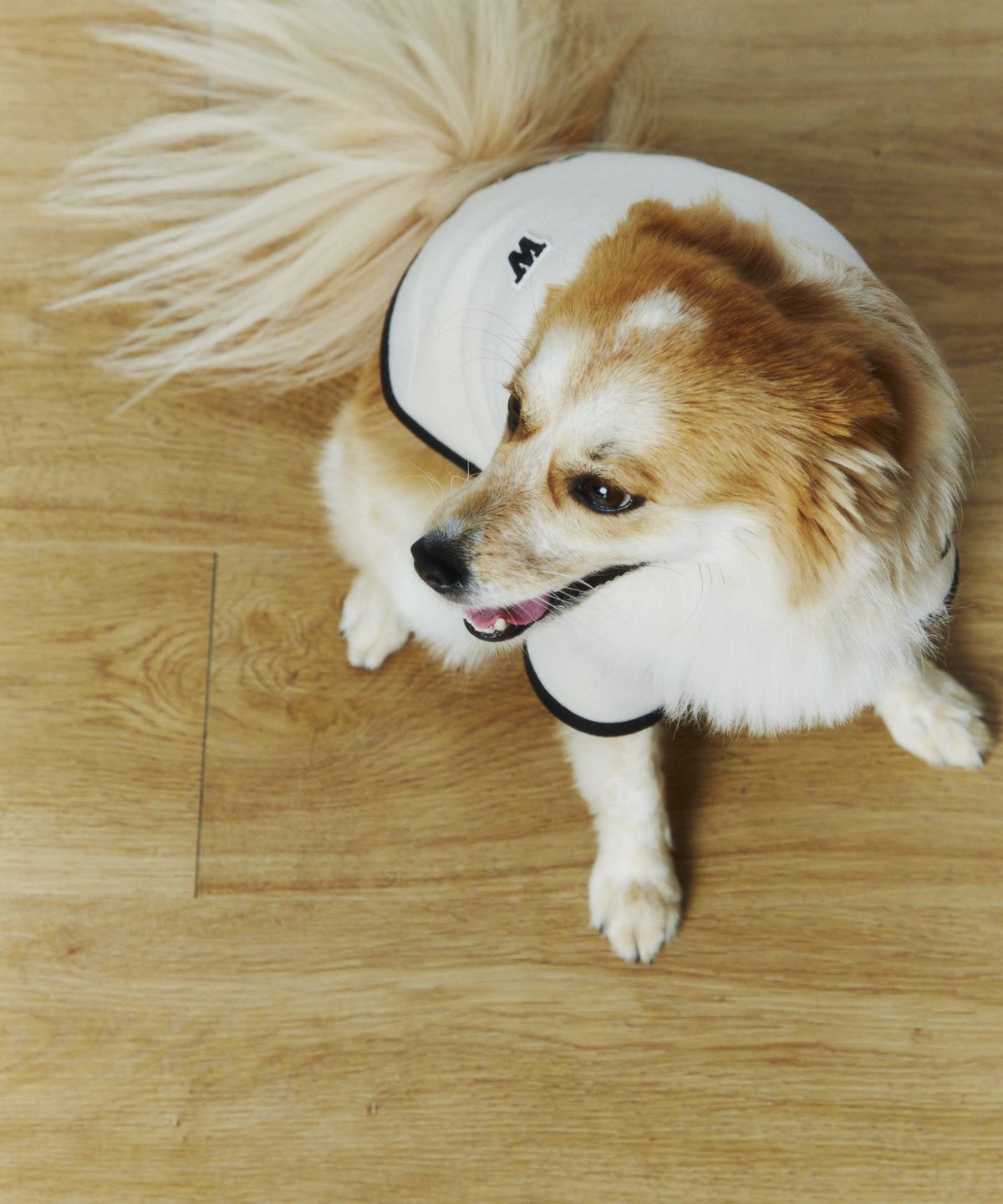 윗펍(WITPUPP) 브러쉬드 자켓